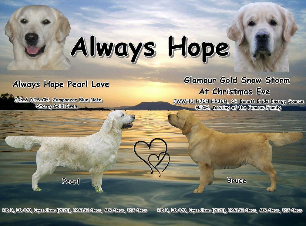 chiot Golden Retriever Always Hope