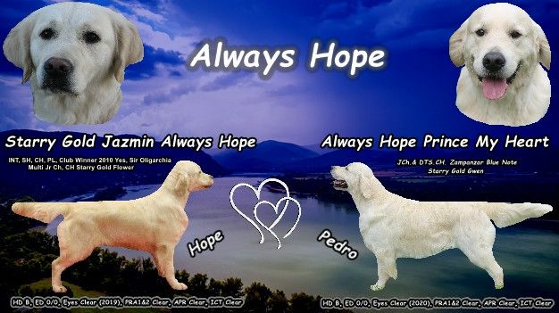 chiot Golden Retriever Always Hope