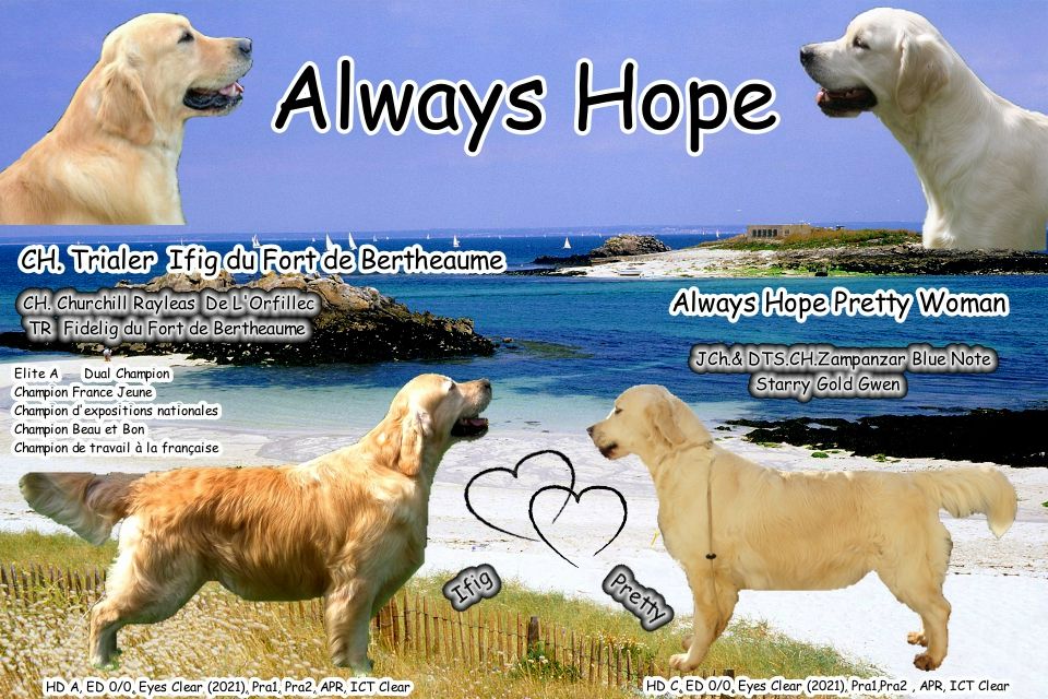 chiot Golden Retriever Always Hope