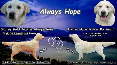 Always Hope - Golden Retriever - Portée née le 15/06/2021