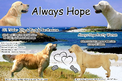 Always Hope - Golden Retriever - Portée née le 15/04/2022