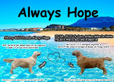 Always Hope - Golden Retriever - Portée née le 05/11/2022