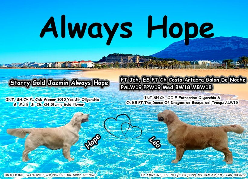 chiot Golden Retriever Always Hope