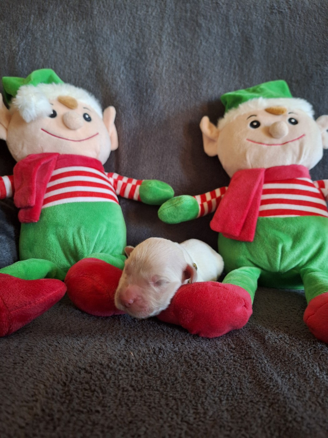 Always Hope - Golden Retriever - Portée née le 15/12/2025