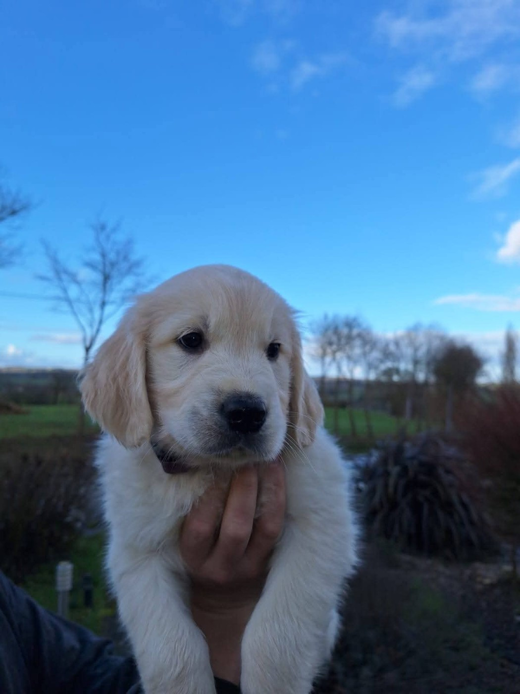 Always Hope - Chiots disponibles - Golden Retriever