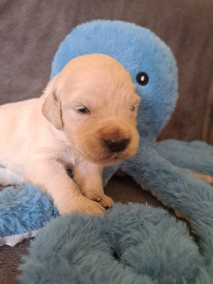 CHIOT